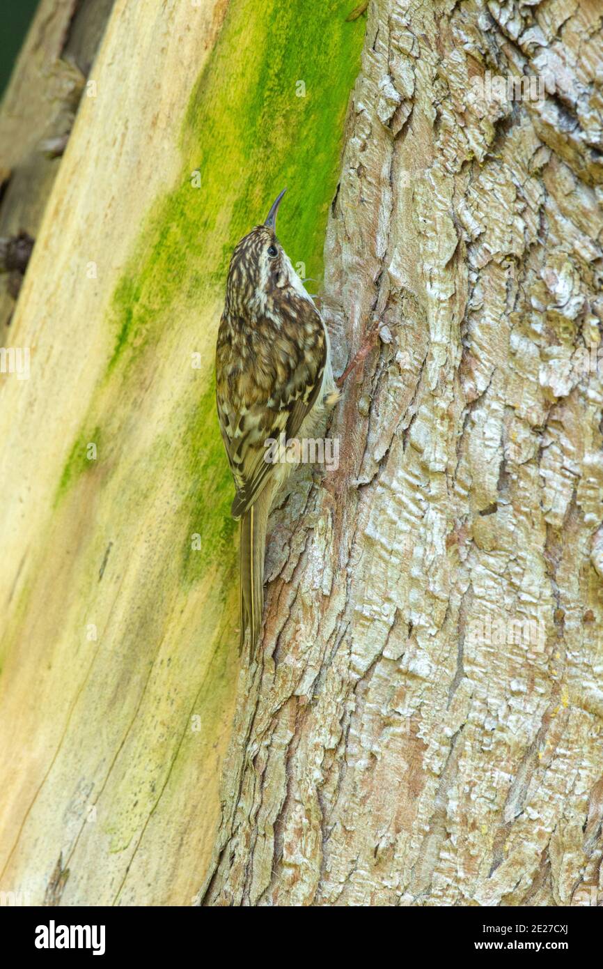 Treecreeper (Certhia familiaris). Searching for bark-dwelling insects. Climbing up the trunk of a garden Cupressus tree. Resident. Norfolk. UK Stock Photo