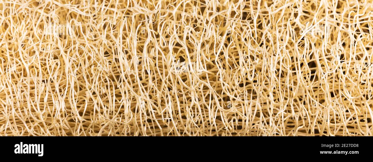 Fibrous plant material hi-res stock photography and images - Alamy