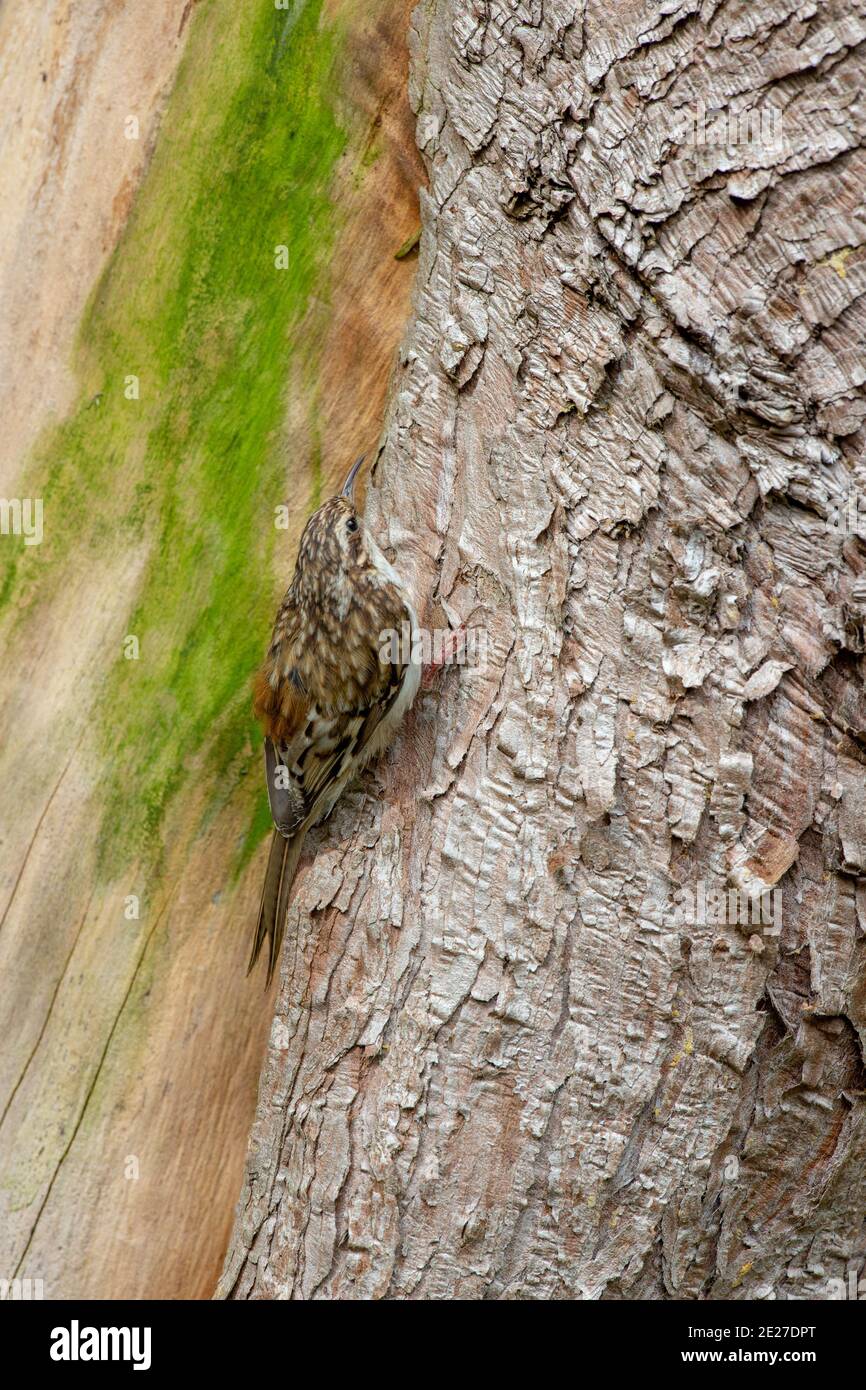 Treecreeper (Certhia familiaris). Foraging, searching for bark-dwelling insects. Agile, jerky climbing up trunk of a woodland garden Cupressus tree. Stock Photo