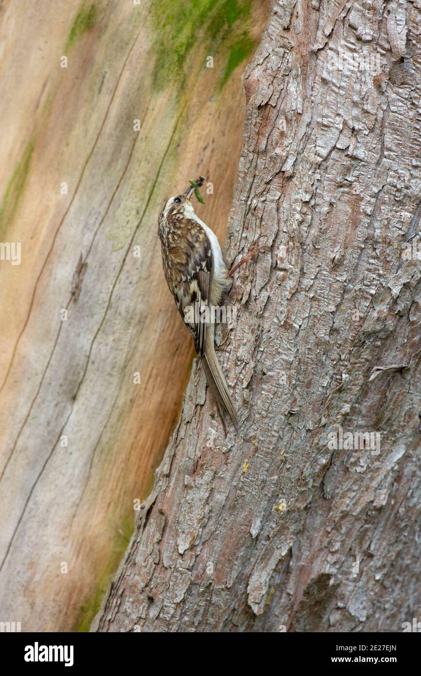 Treecreeper (Certhia familiaris). Carrying insect food in beak for young in a nest hidden behind loos bark. Climbing up the trunk of a garden Cupressu Stock Photo