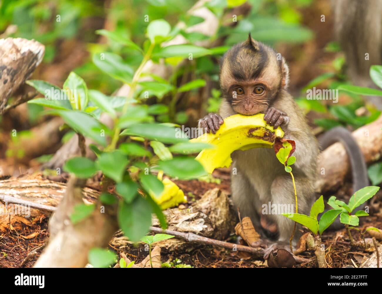 Baby monkey feeding on leaves Stock Photo
