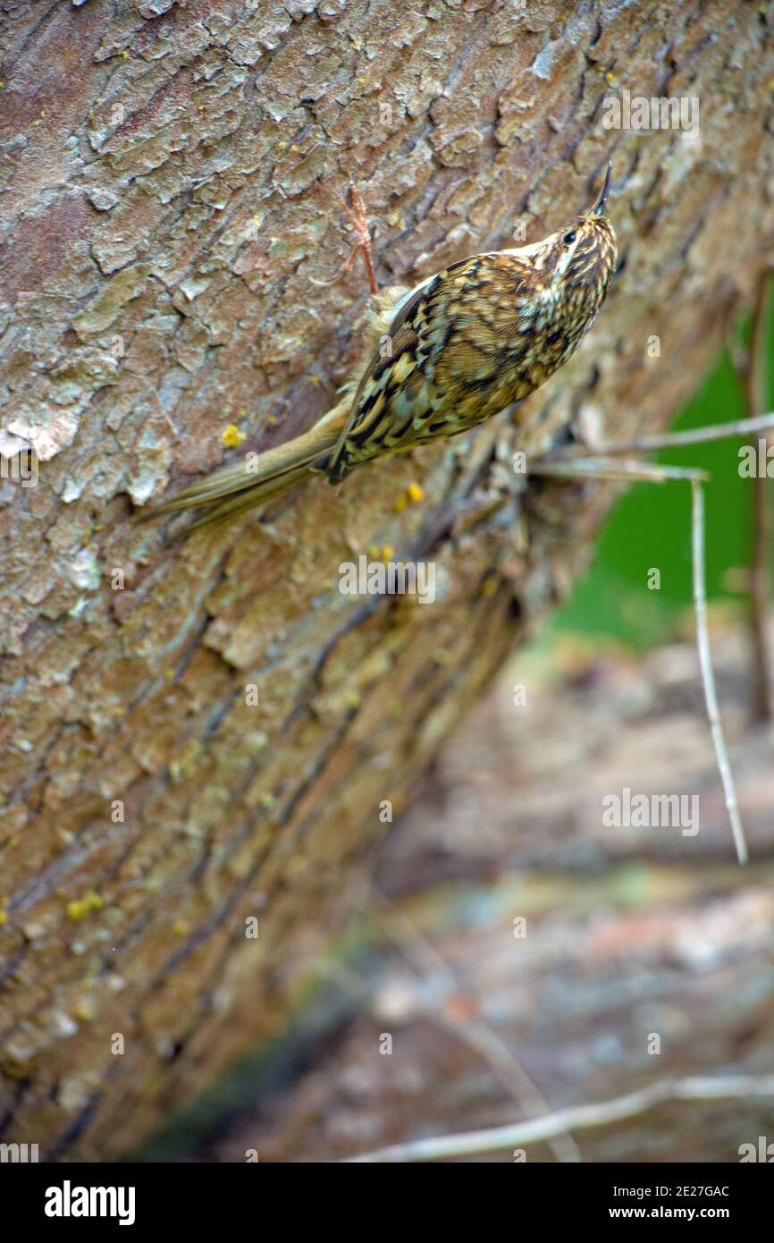Treecreeper (Certhia familiaris). Foraging, searching for bark-dwelling insects. Agile, jerky climbing up trunk of a woodland garden Cupressus tree. Stock Photo