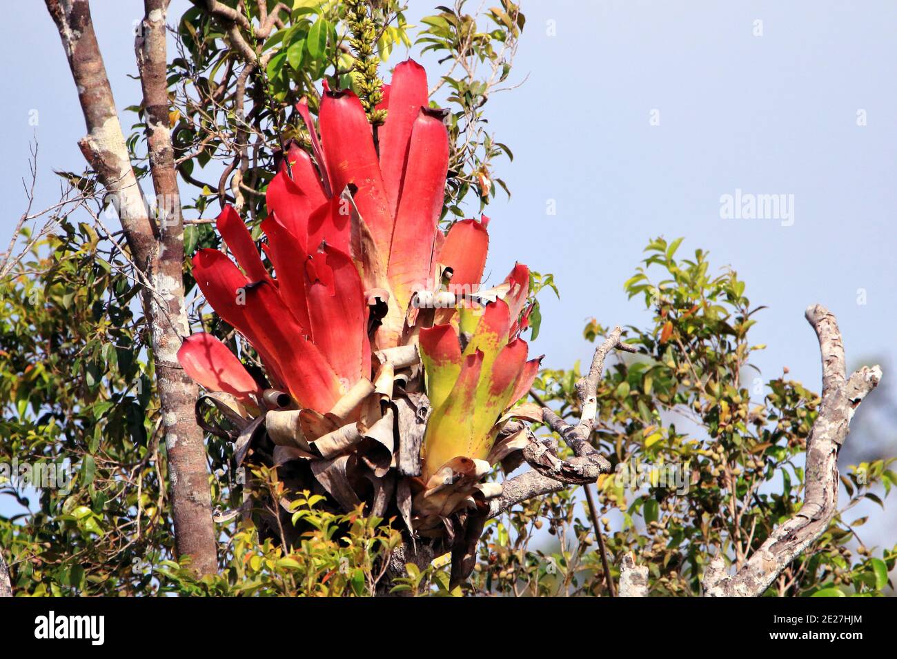 Large red bromeliad located on top of a tall tree. Stock Photo