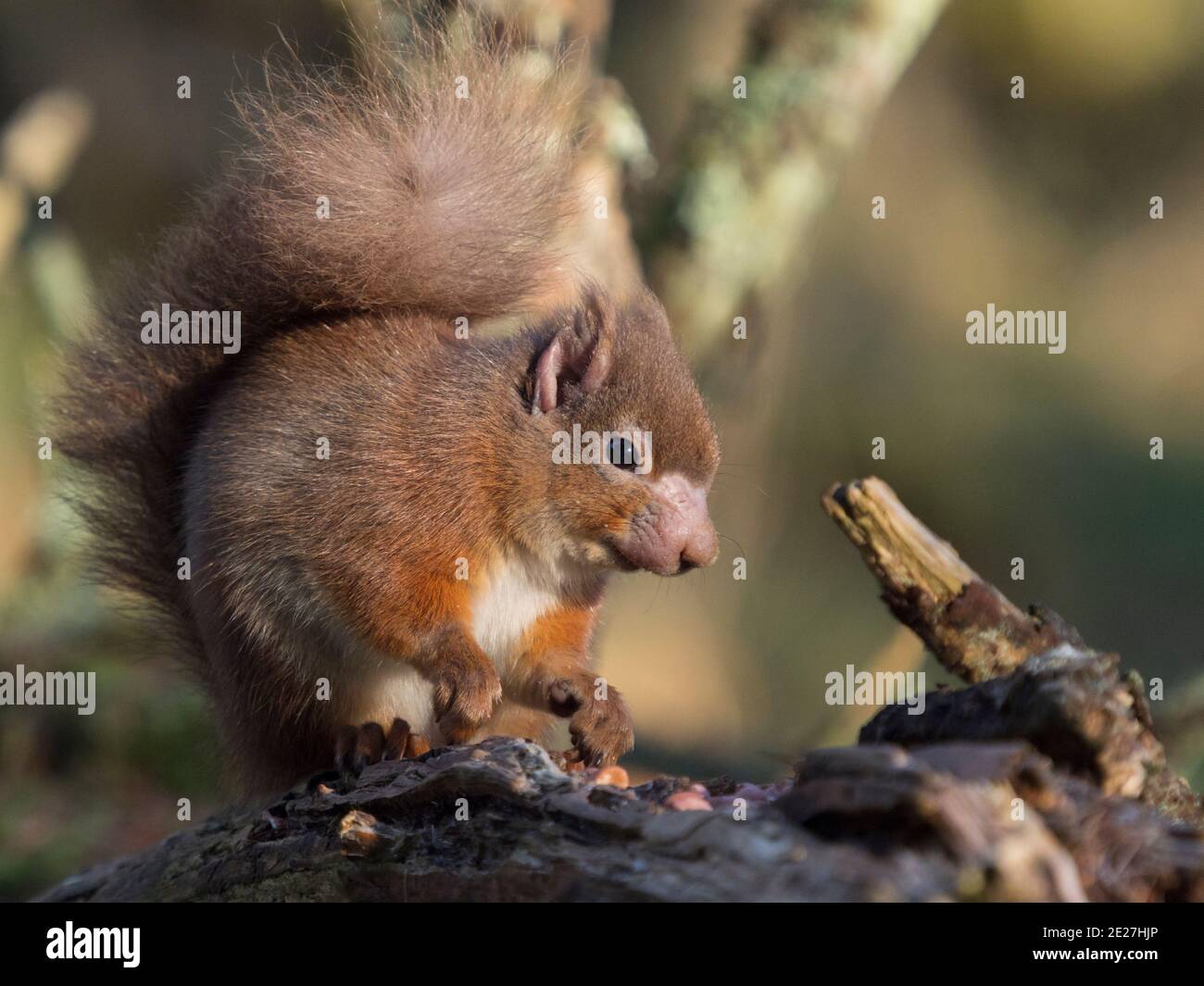 Male red squirrel (sciurus vulgaris) with symptoms of squirrel leprosy (Mycobacterium lepromatosis), Inverness-shire, Scottish Highlands, UK Stock Photo