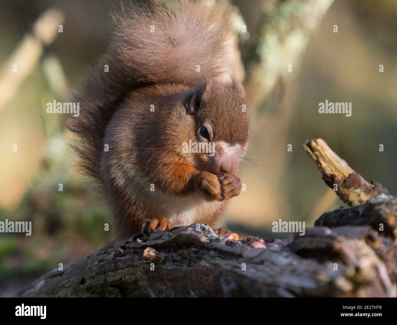 Male Red Squirrel Sciurus Vulgaris With Symptoms Of Squirrel Leprosy Mycobacterium 