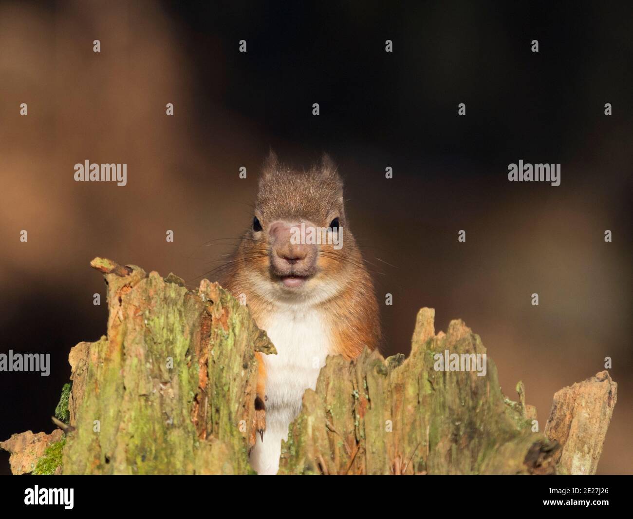 Male red squirrel (sciurus vulgaris) with symptoms of squirrel leprosy (Mycobacterium lepromatosis), Inverness-shire, Scottish Highlands, UK Stock Photo