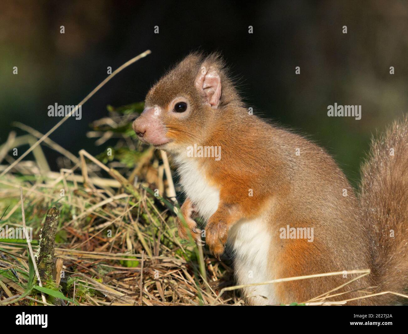 Male red squirrel (sciurus vulgaris) with symptoms of squirrel leprosy (Mycobacterium lepromatosis), Inverness-shire, Scottish Highlands, UK Stock Photo