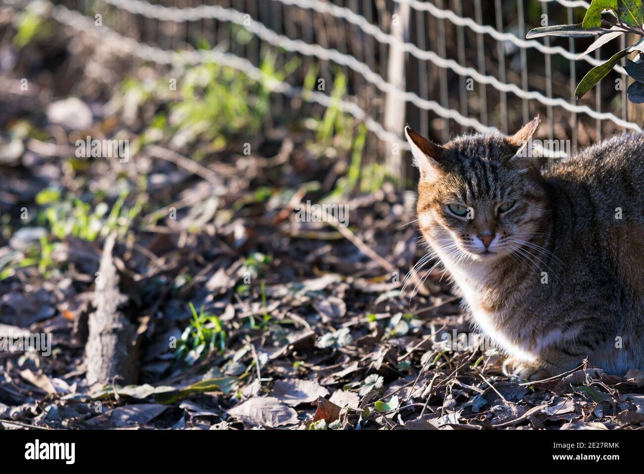 Adorable brown tabby cat in relax outdoor at the sun Stock Photo - Alamy