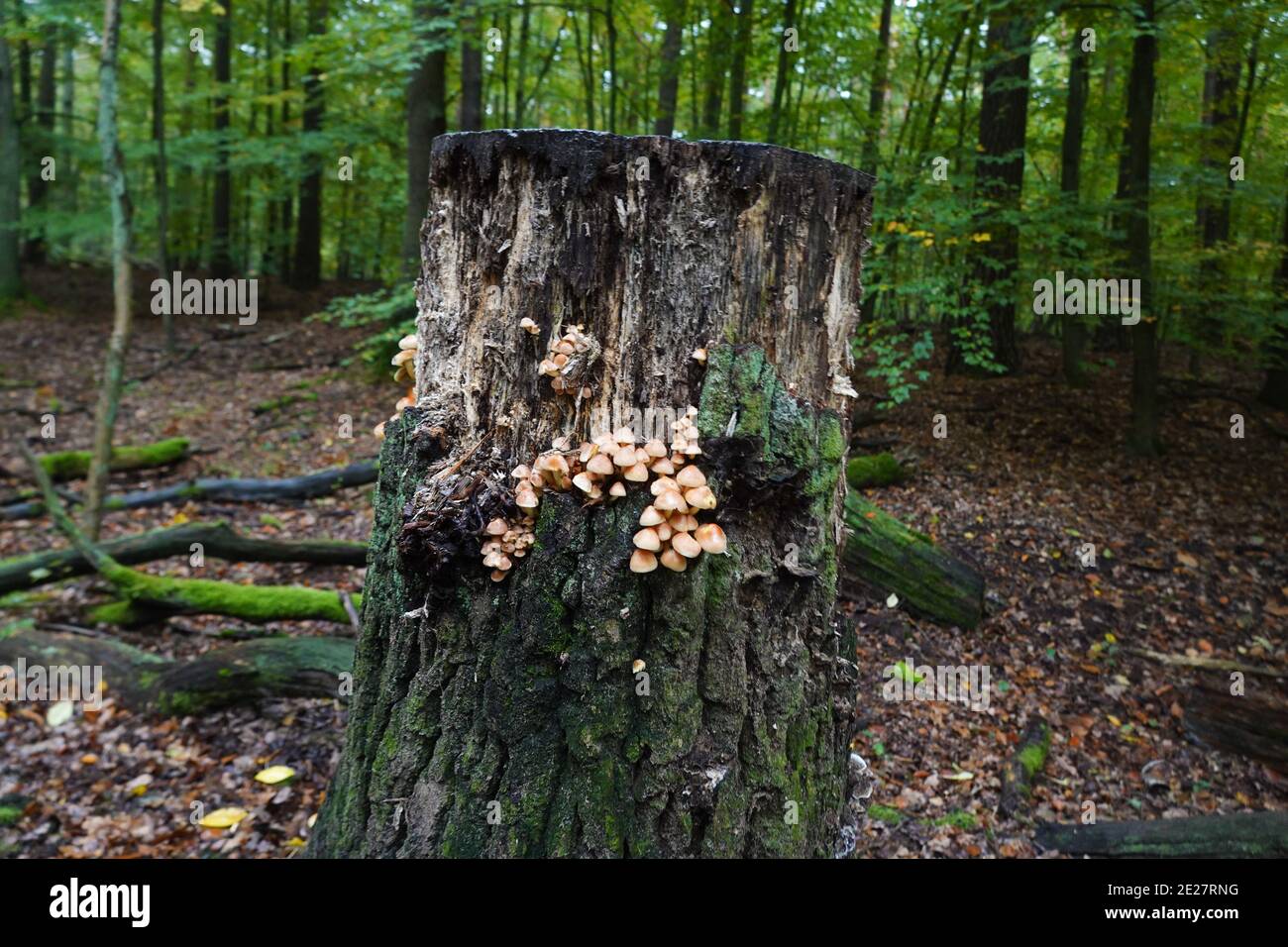 Baumstumpf, Pilze, Wald, Spandauer Forst, Hakenfelde, Spandau, Berlin, Deutschland Stock Photo