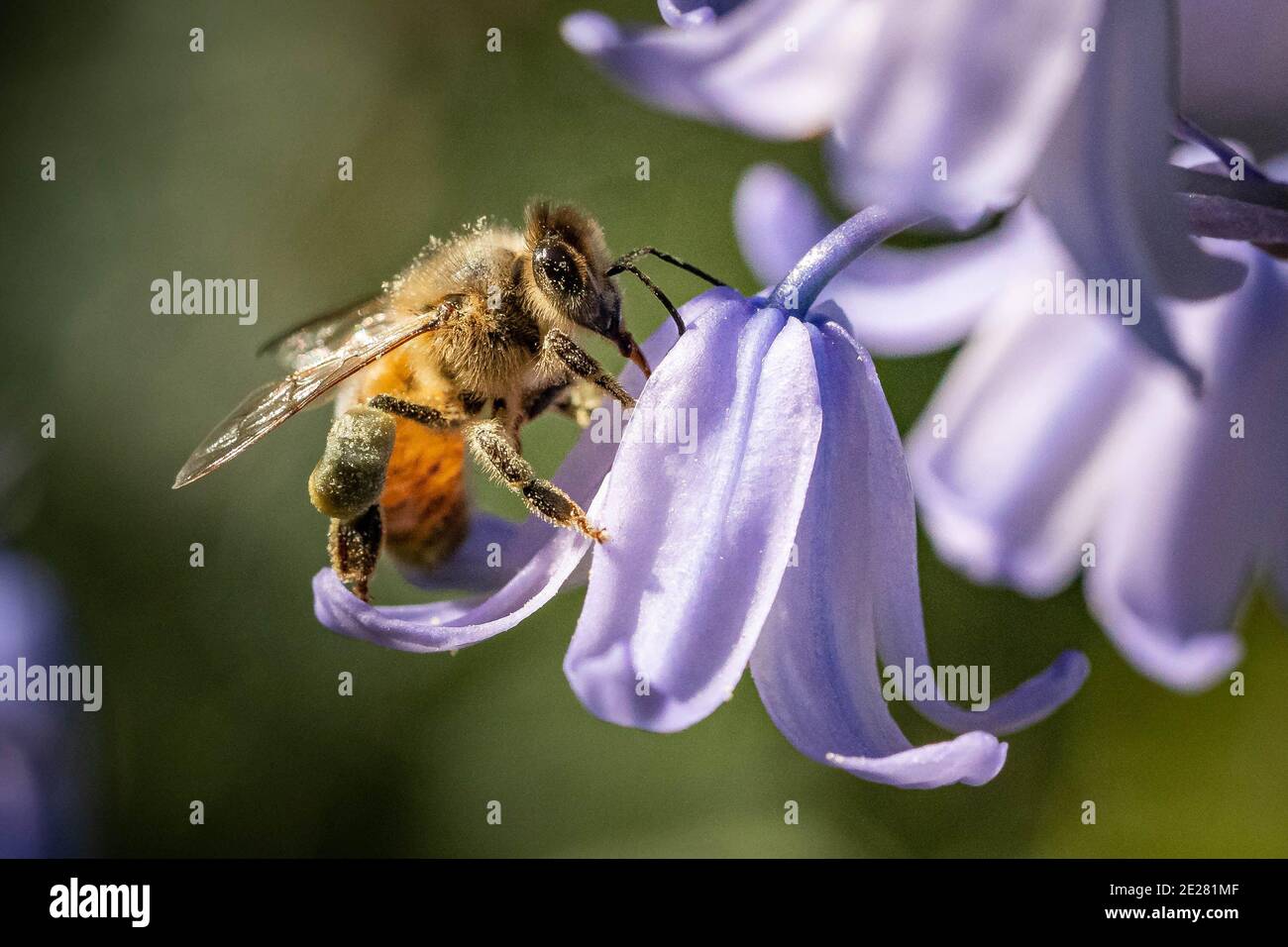 Exotic purple flower hi-res stock photography and images - Alamy