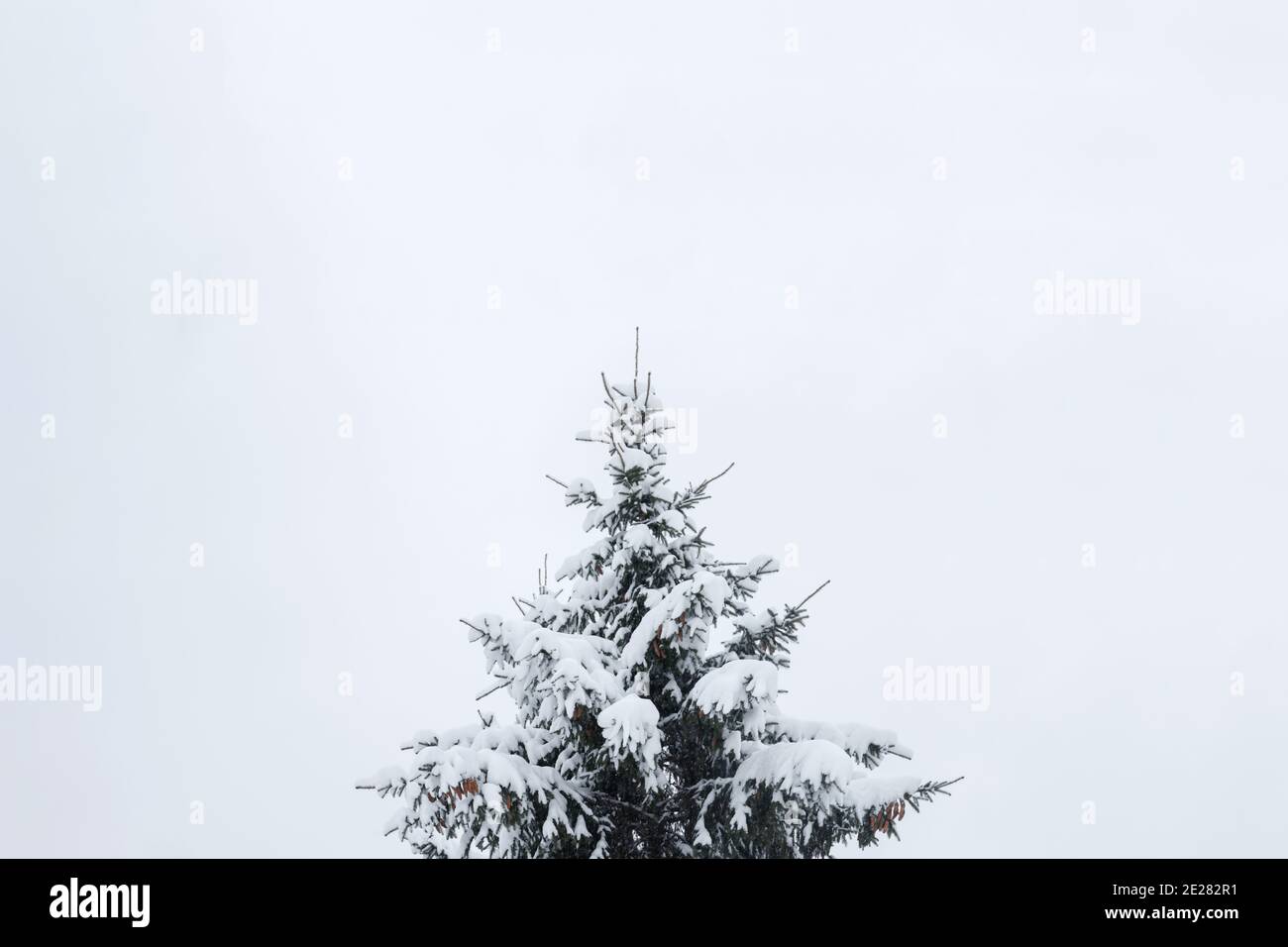 Snow-covered top of a lonely spruce tree on solid gray sky background. Tree in center with copyspace. Winter mood, vibe Stock Photo