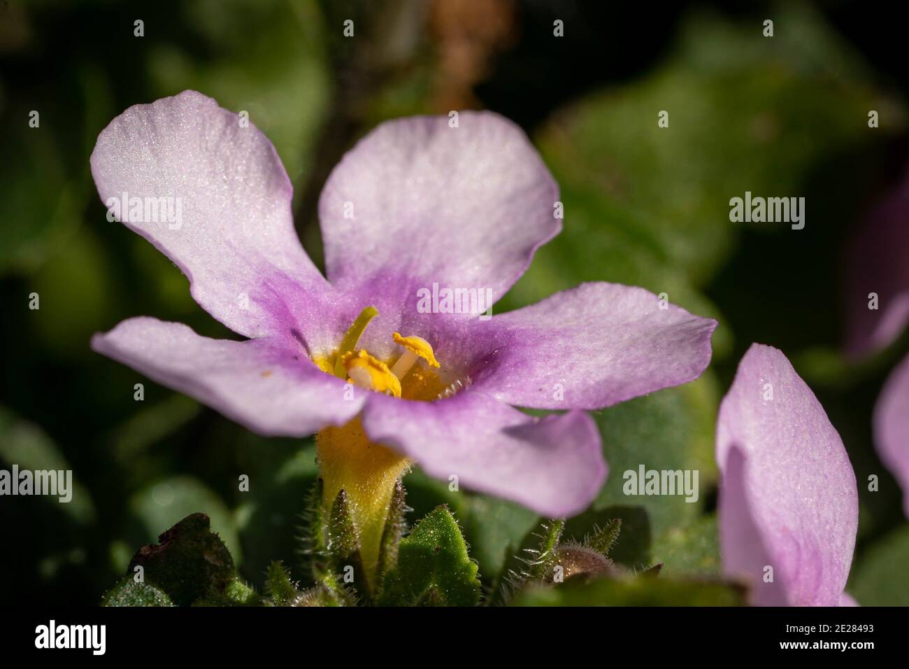 Close up shot of a purple spring bacopa flower on a blurry background Stock Photo