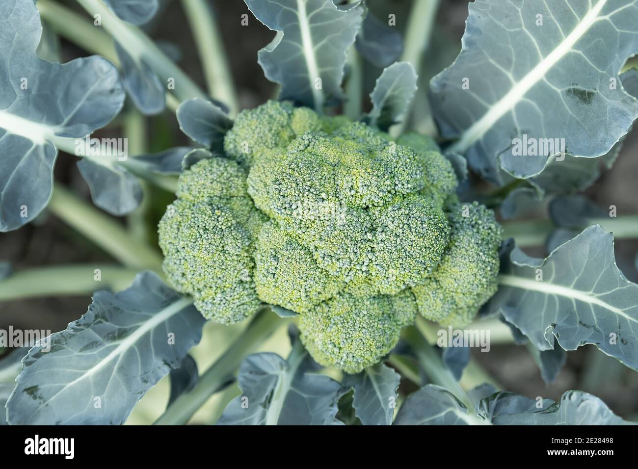 Close-up detail top above view of blooming fresh organic green broccoli ...