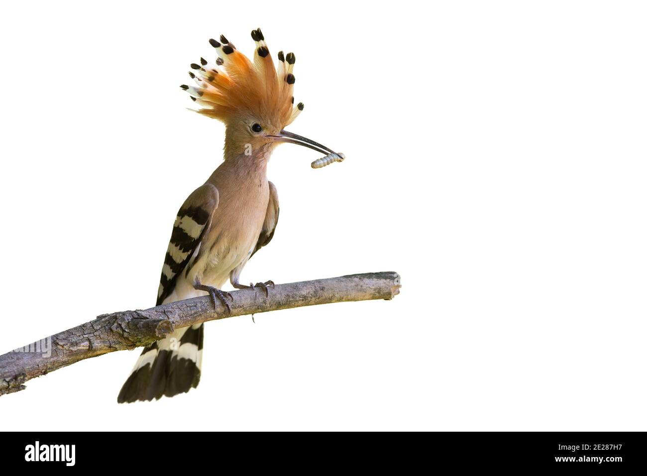 Eurasian hoopoe sitting on branch cut out on blank Stock Photo