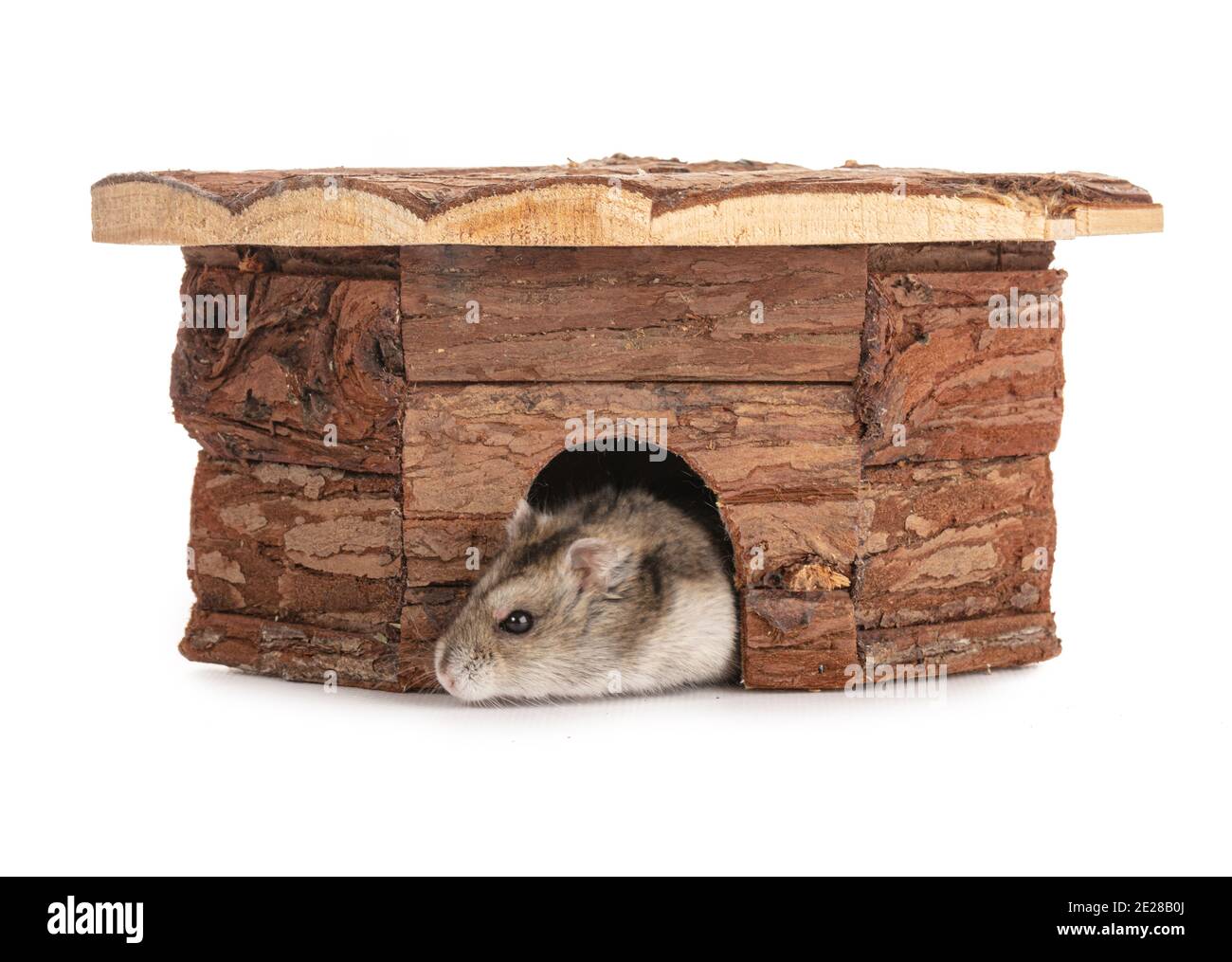 Portrait of a grey hamster in house on white background Stock Photo