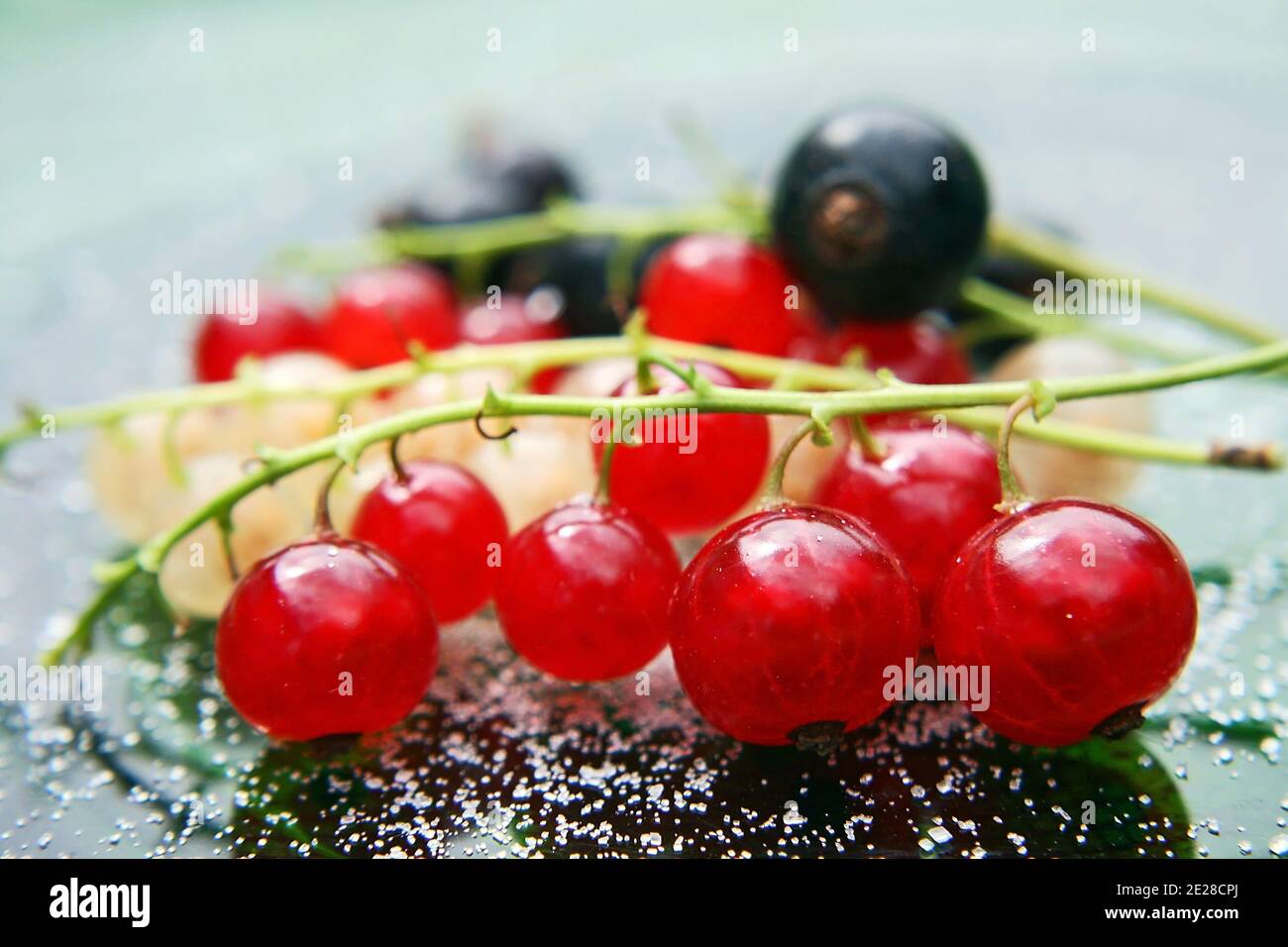 Fresh red, white and black currants Stock Photo