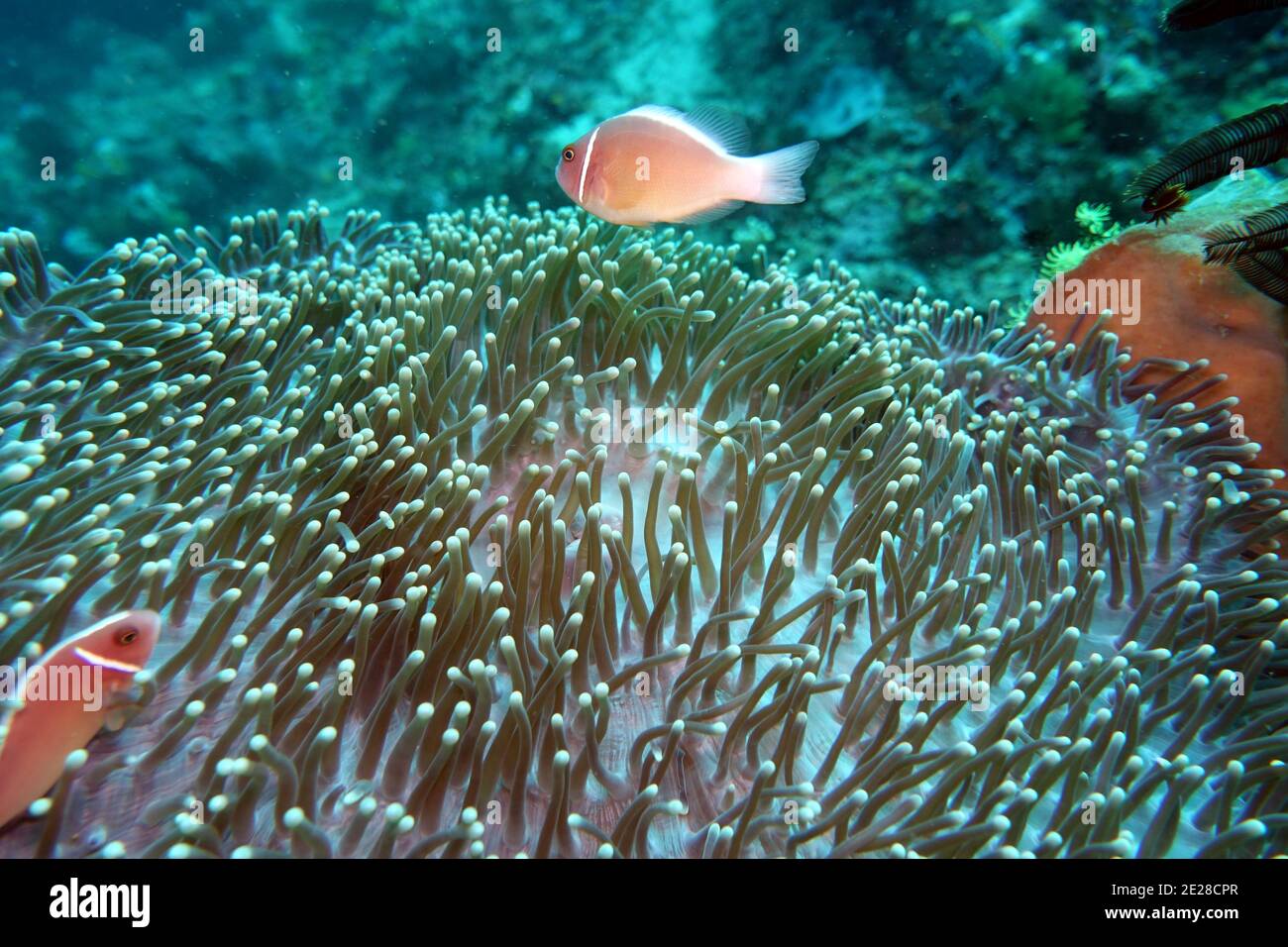 Amphiprion perideraion Halsband-Anemonenfisch, Rosa Weißrückenanemonenfisch , Lembeh Street, Sulawesi, Indonesien, Bitung Stock Photo