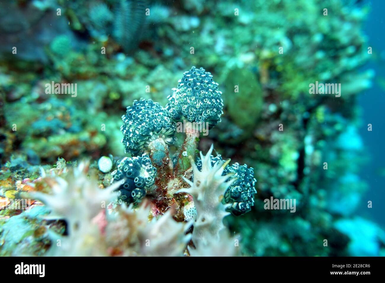 Nephtheis fascicularis Pilz-Seescheide, Lollipop Seescheide, Blaue Plamen Koralle,Lembeh Street, Sulawesi, Indonesien, Bitung Stock Photo