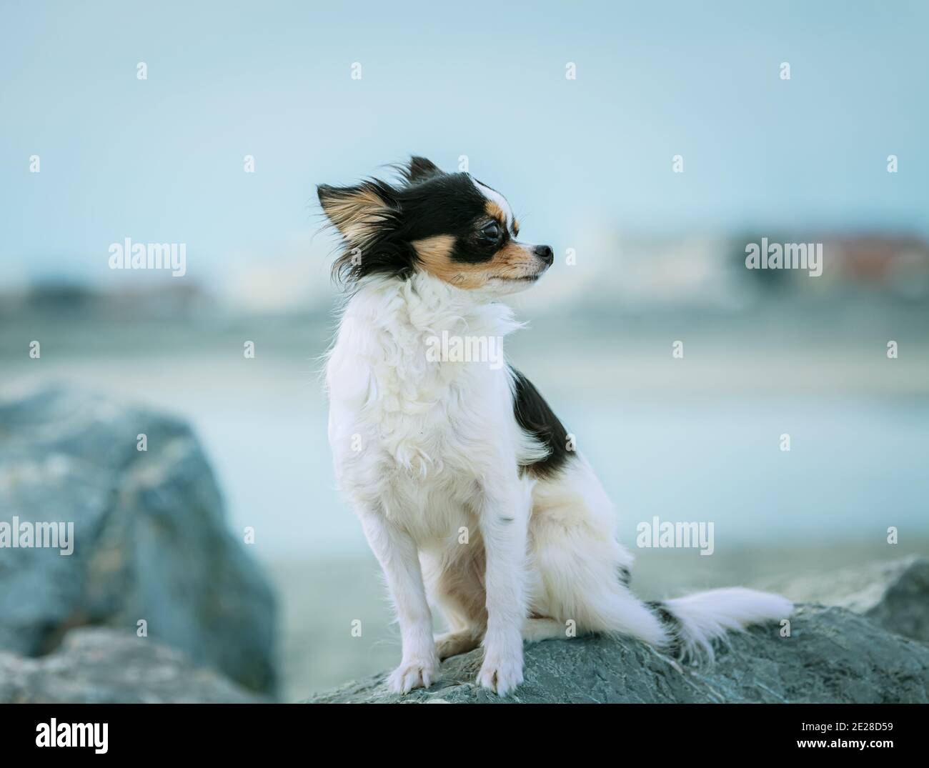 Chihuahua sitting on stones at the beach Stock Photo Alamy