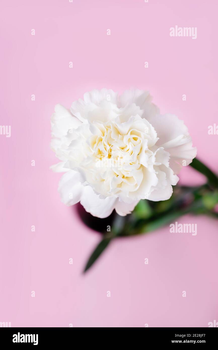 White carnation flower on a pink background Stock Photo - Alamy