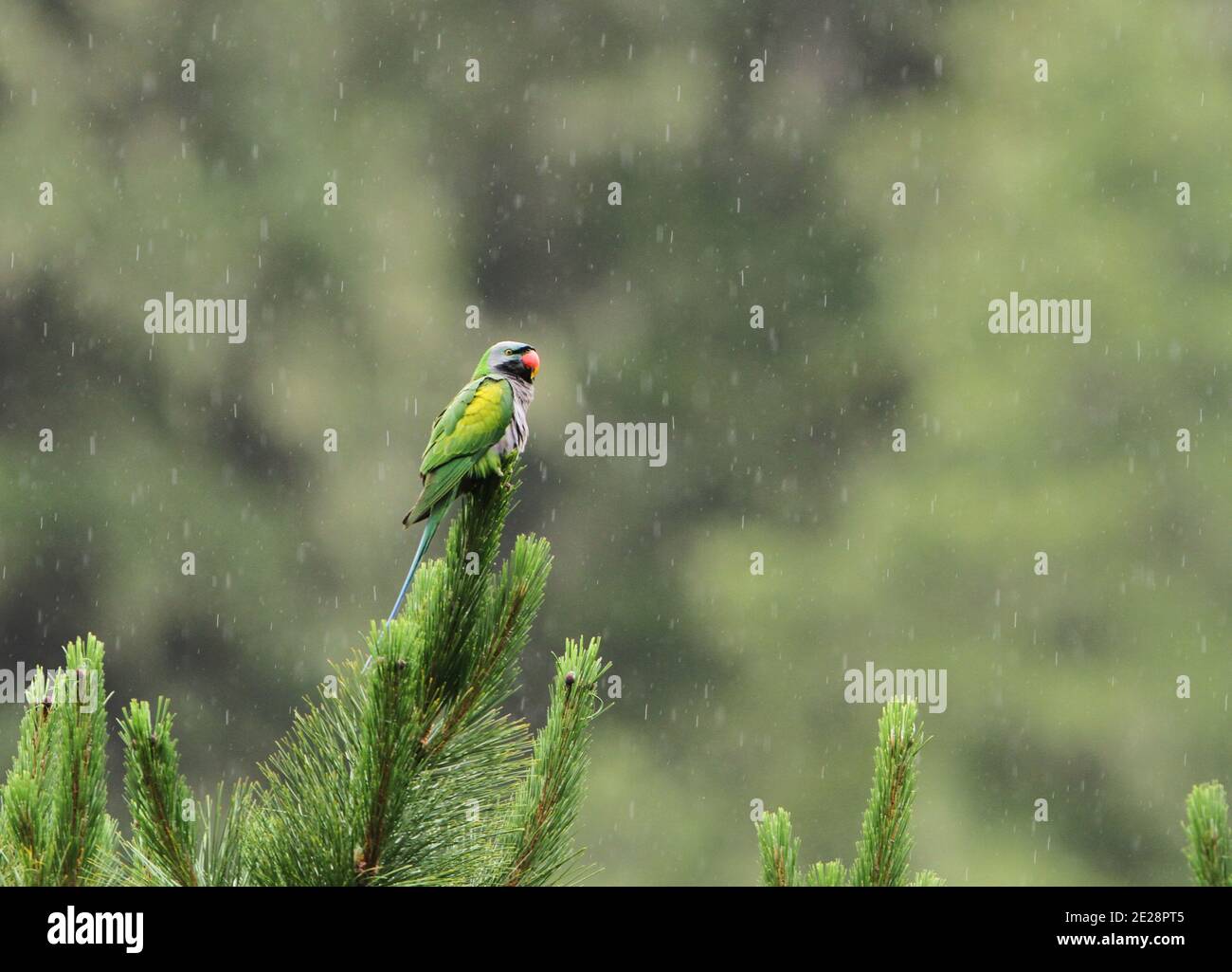 Lord Derby's parakeet, Derbyan parakeet (Psittacula derbiana), perching on mountain pine during heavy rain, China, Lulang Forest Stock Photo