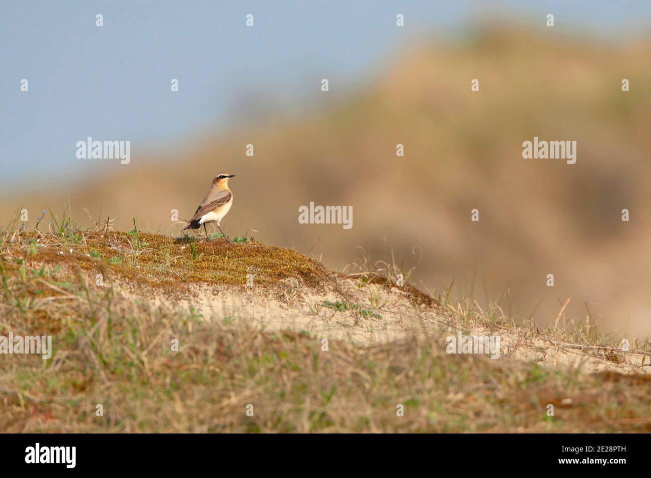 northern wheatear (Oenanthe oenanthe), adult perched on top of a sandy dune, Netherlands, South Holland Stock Photo