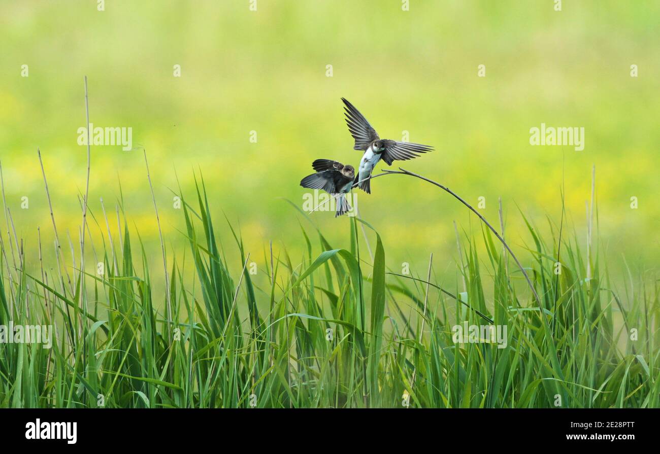 sand martin (Riparia riparia), Adult and juvenile perching together on a cane in a meadow, Netherlands Stock Photo