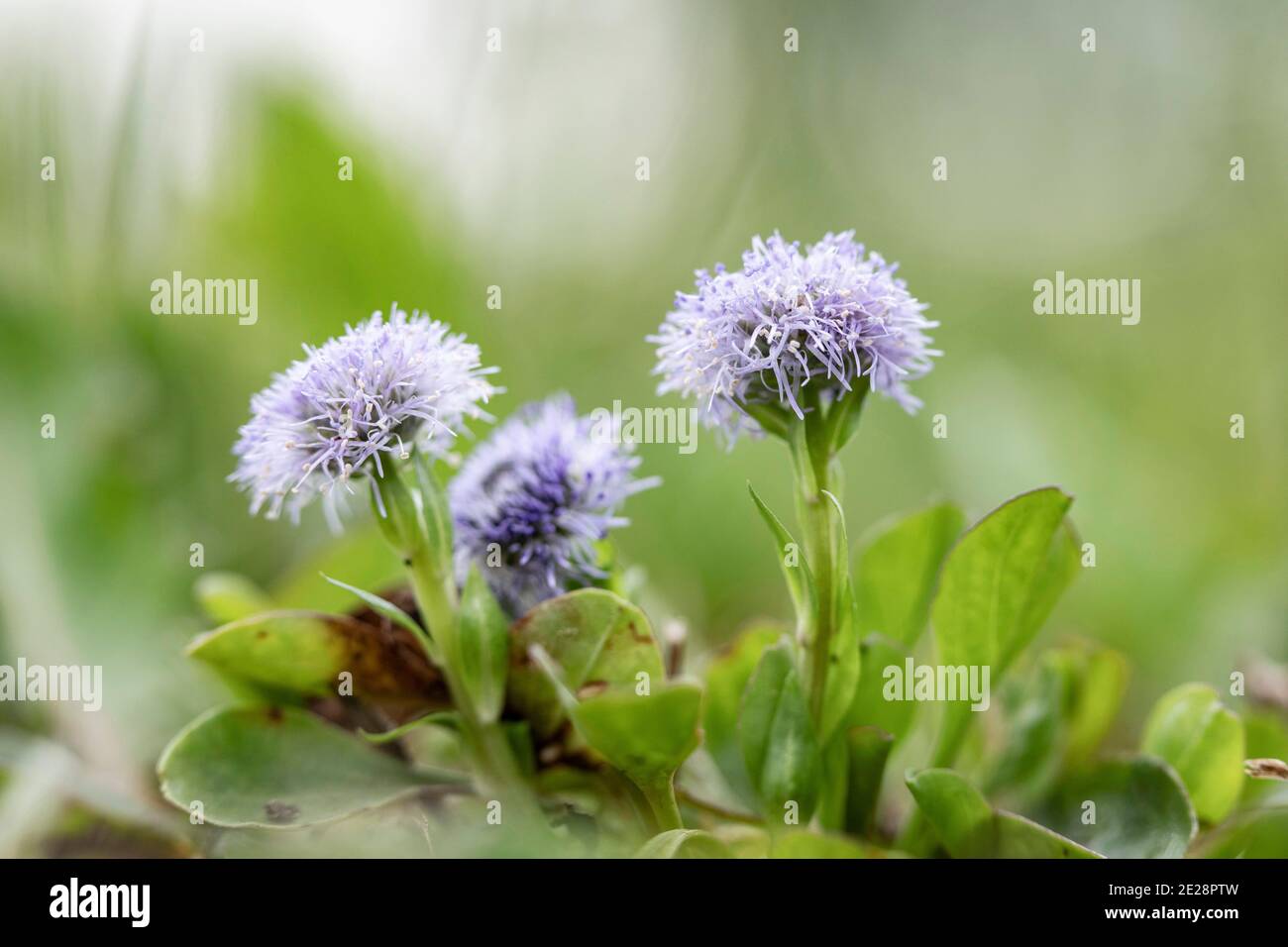 Ball Flower, Common Globularia, Common Globe Flower, Globe Daisy (Globularia punctata, Globularia bisnagarica), blooming, Germany, Bavaria Stock Photo