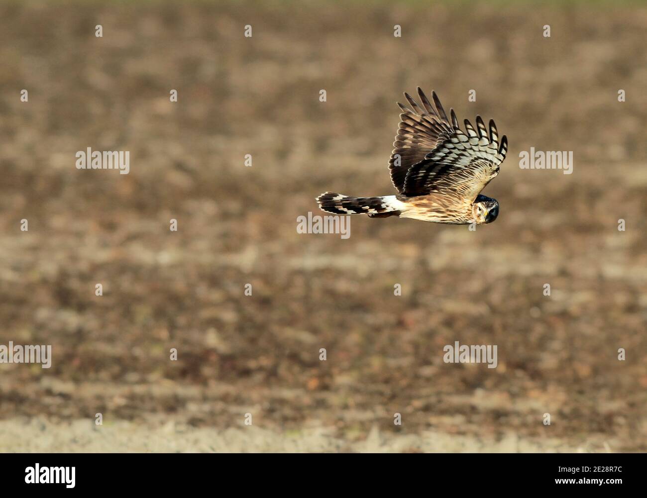 hen harrier (Circus cyaneus), second calender year female hunting, showing under wing pattern, Netherlands Stock Photo