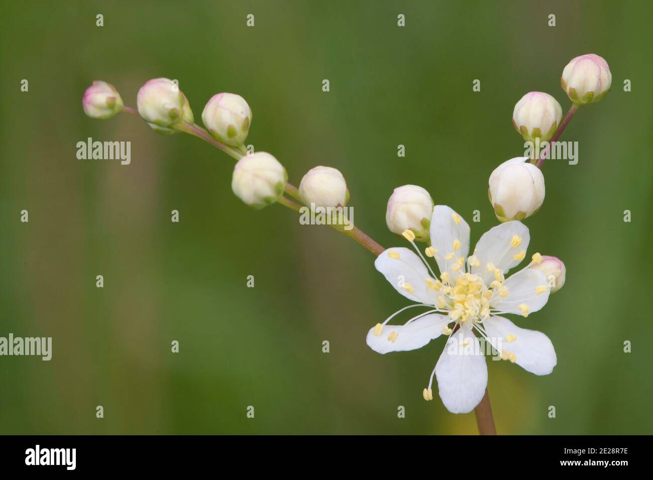 dropwort (Filipendula vulgaris), blooming, Germany, Bavaria Stock Photo