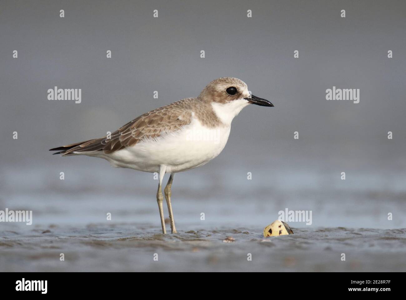 great sand plover (Charadrius leschenaultii), Winter plumaged adult Greater Sand Plover standing on mud flat, China, Guangdon, Xitou Stock Photo