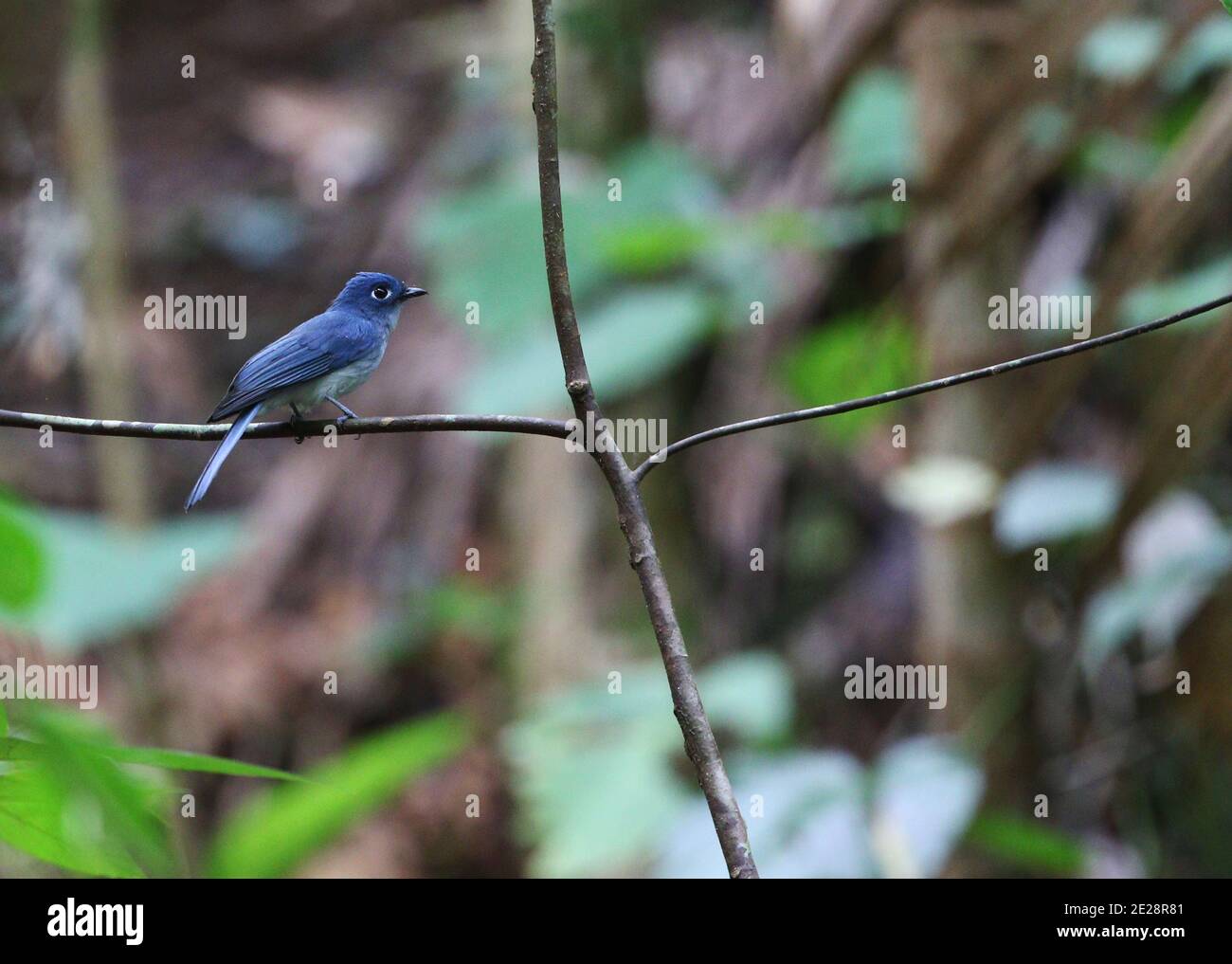rowley's flycatcher (Eutrichomyias rowleyi), perching on a branch in understory of tropical rainforest, side view, Indonesia, Sulawesi, Sangihe Stock Photo