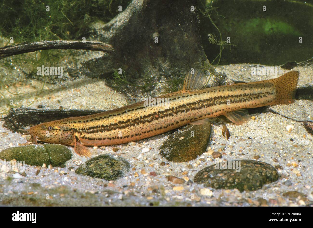 Weatherfish (Misgurnus fossilis), spawner on sandy ground, side view ...