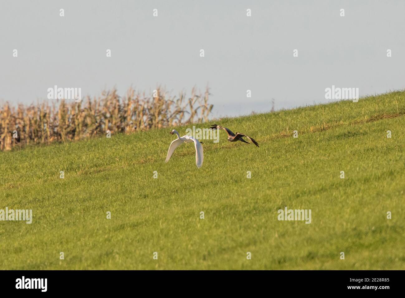 red kite (Milvus milvus), hunting a great egret that has captured a mouse, Germany, Bavaria Stock Photo