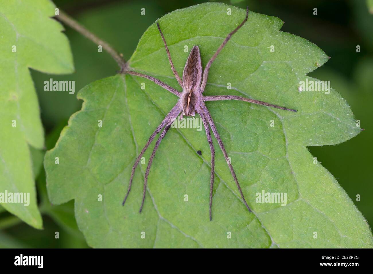 Nursery web spider, Fantastic fishing spider (Pisaura mirabilis), sits on a leaf, Germany Stock Photo