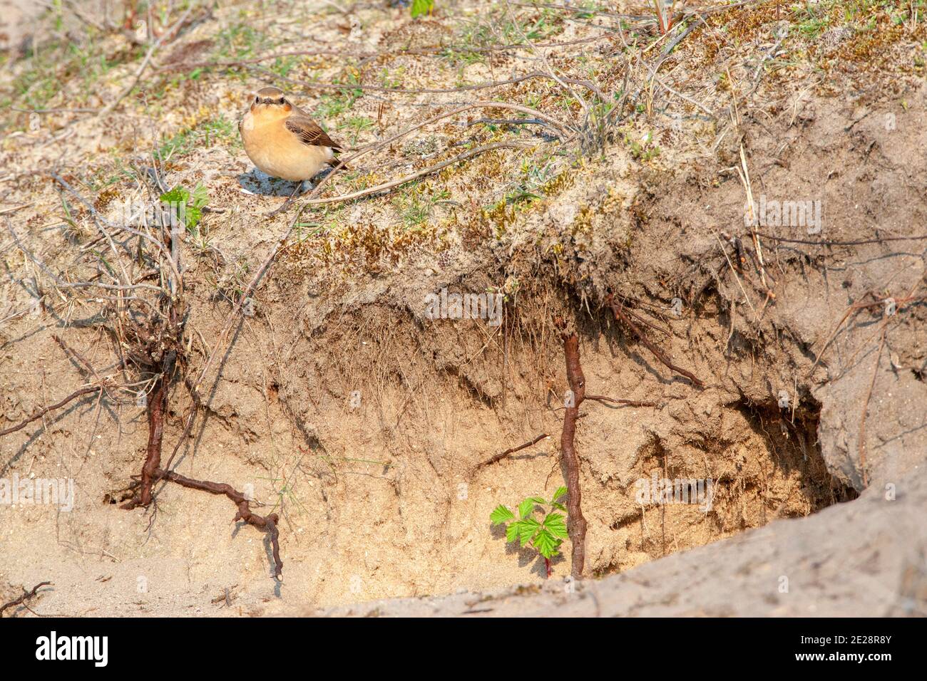 northern wheatear (Oenanthe oenanthe), adult female standing next to entrance of old rabbit hole, Netherlands, South Holland Stock Photo