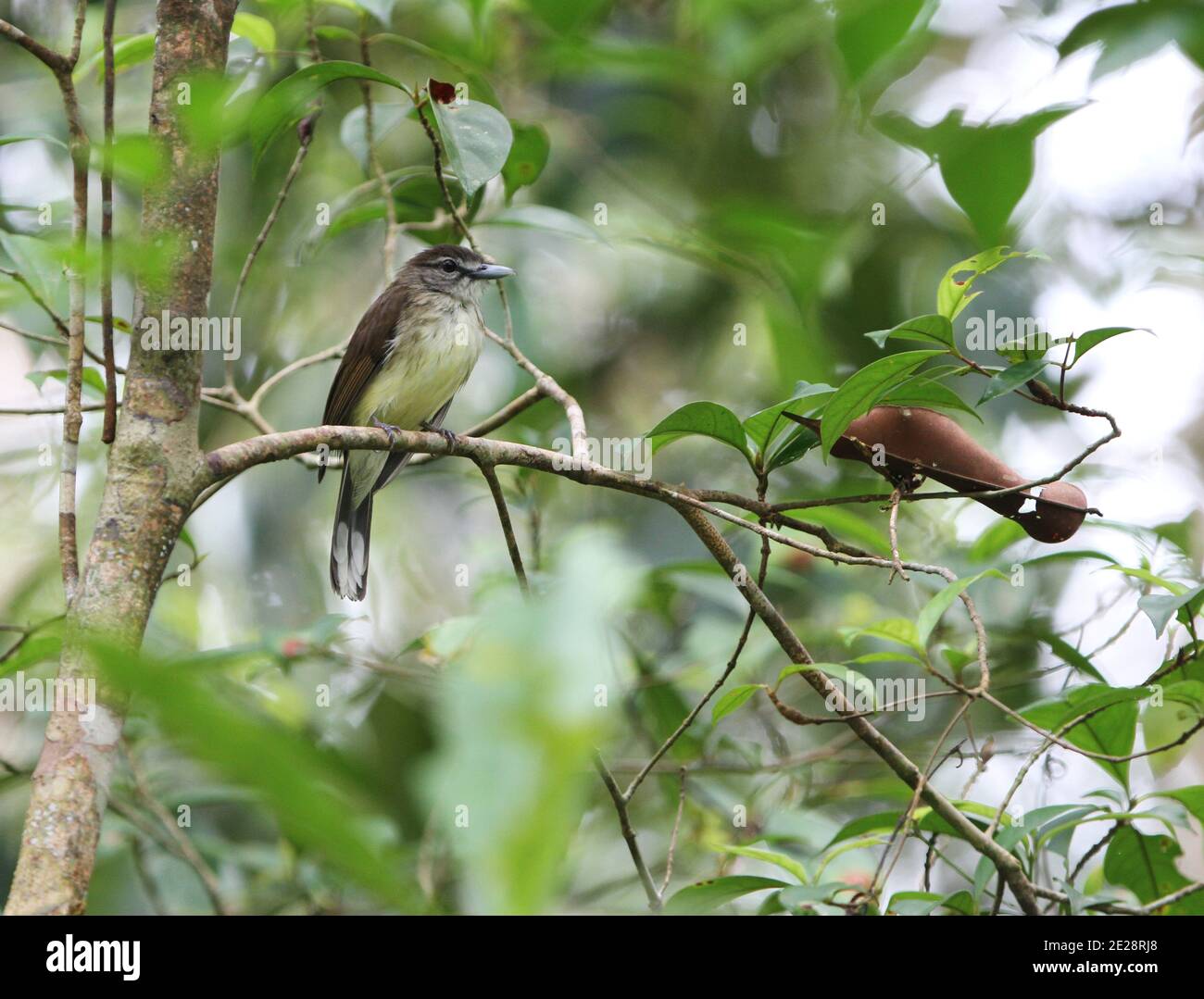 long-billed bulbul (Setornis criniger), perching on a tree, Malaysia, Borneo, Sabah, Klias Peatswamp Reserve Stock Photo