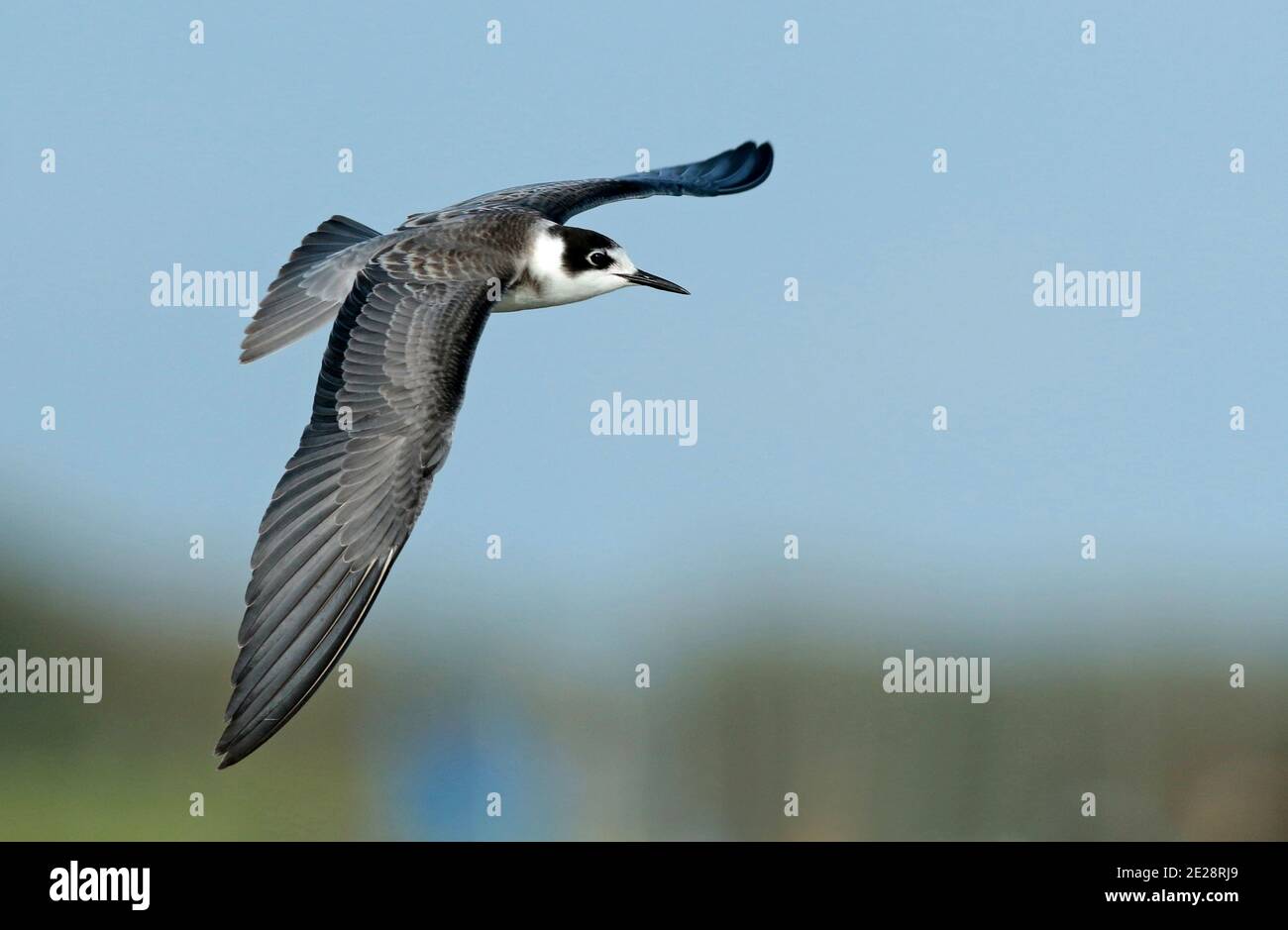black tern (Chlidonias niger), Juvenile Black Tern flying, showing underwing, Netherlands Stock Photo