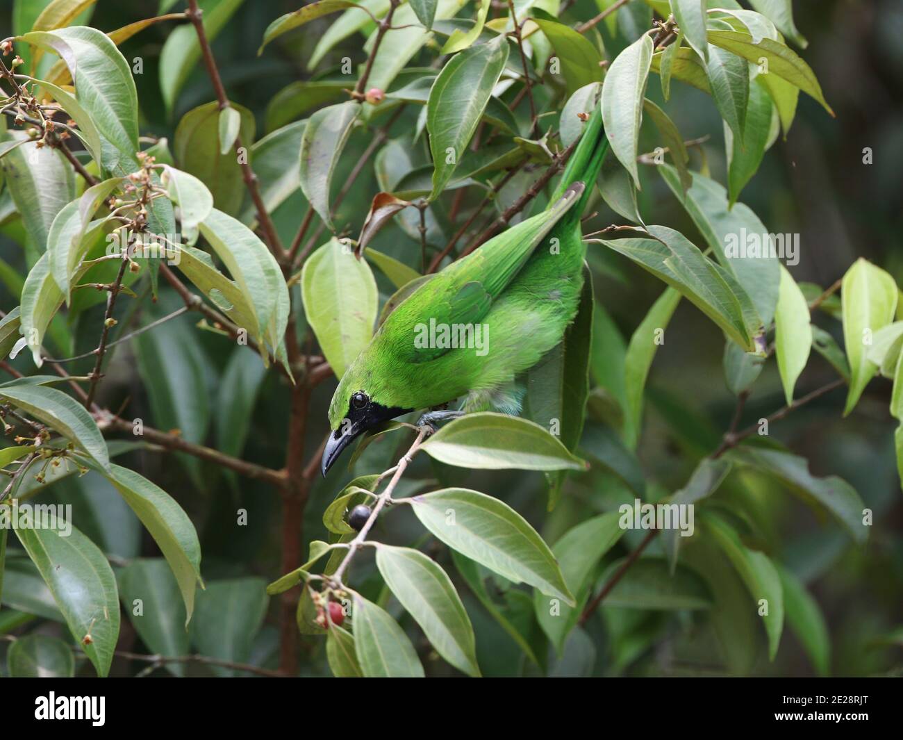 Er-xotin jinsiy aloqada bolib, kimdir ularga josuslik qilmoqda.