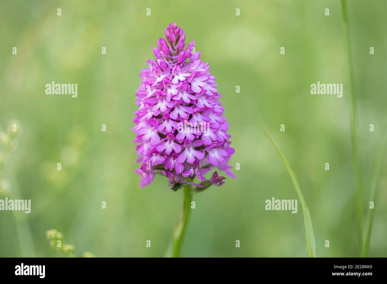 Pyramidal orchid (Anacamptis pyramidalis, Orchis pyramidalis), inflorescence, France, Brittany Stock Photo
