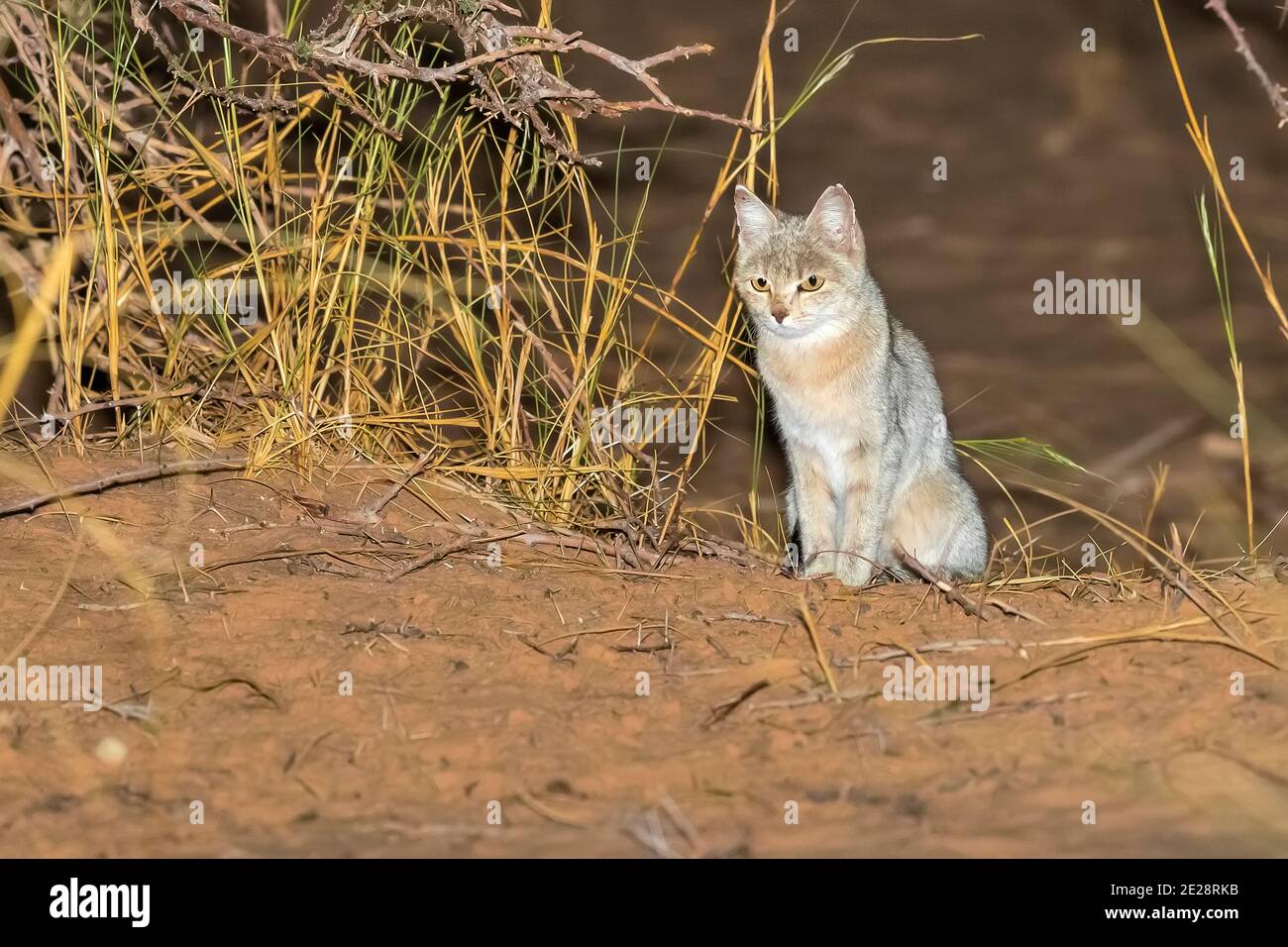 African wildcat (Felis lybica, Felis libyca, Felis silvestris lybica, Felis silvestris libyca), sitting in the desert, Mauritania, Adrar, Ouadane Stock Photo