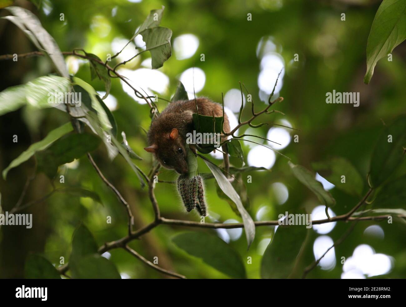 Polynesian rat (Rattus exulans), climbs in a tree, Indonesia, Kai Besar Stock Photo