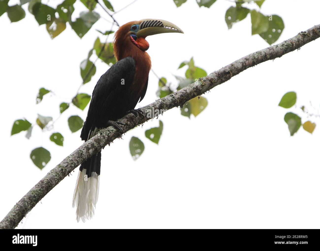 rufous-necked hornbill (Aceros nipalensis), perched on a branch, India, Himalaya Stock Photo