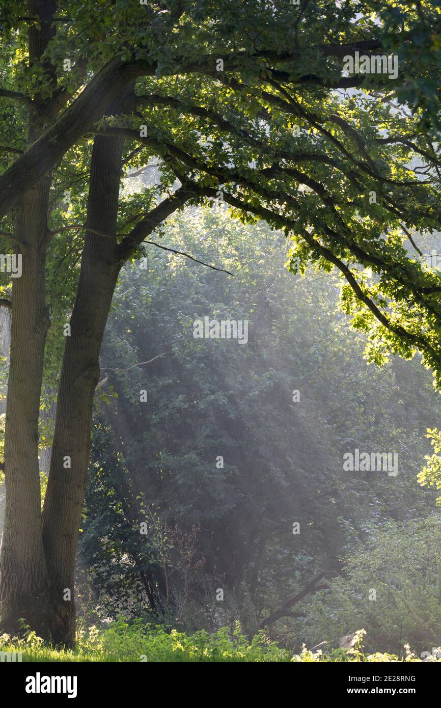 sunbeams fall through the leaf canopy of an old oak, Germany, Schleswig-Holstein Stock Photo