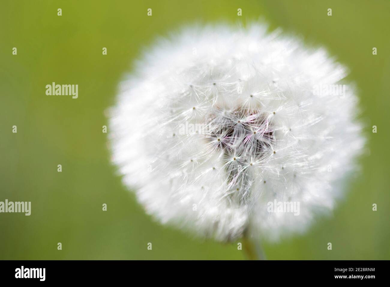 common dandelion (Taraxacum officinale), infructescence, Germany, Bavaria Stock Photo