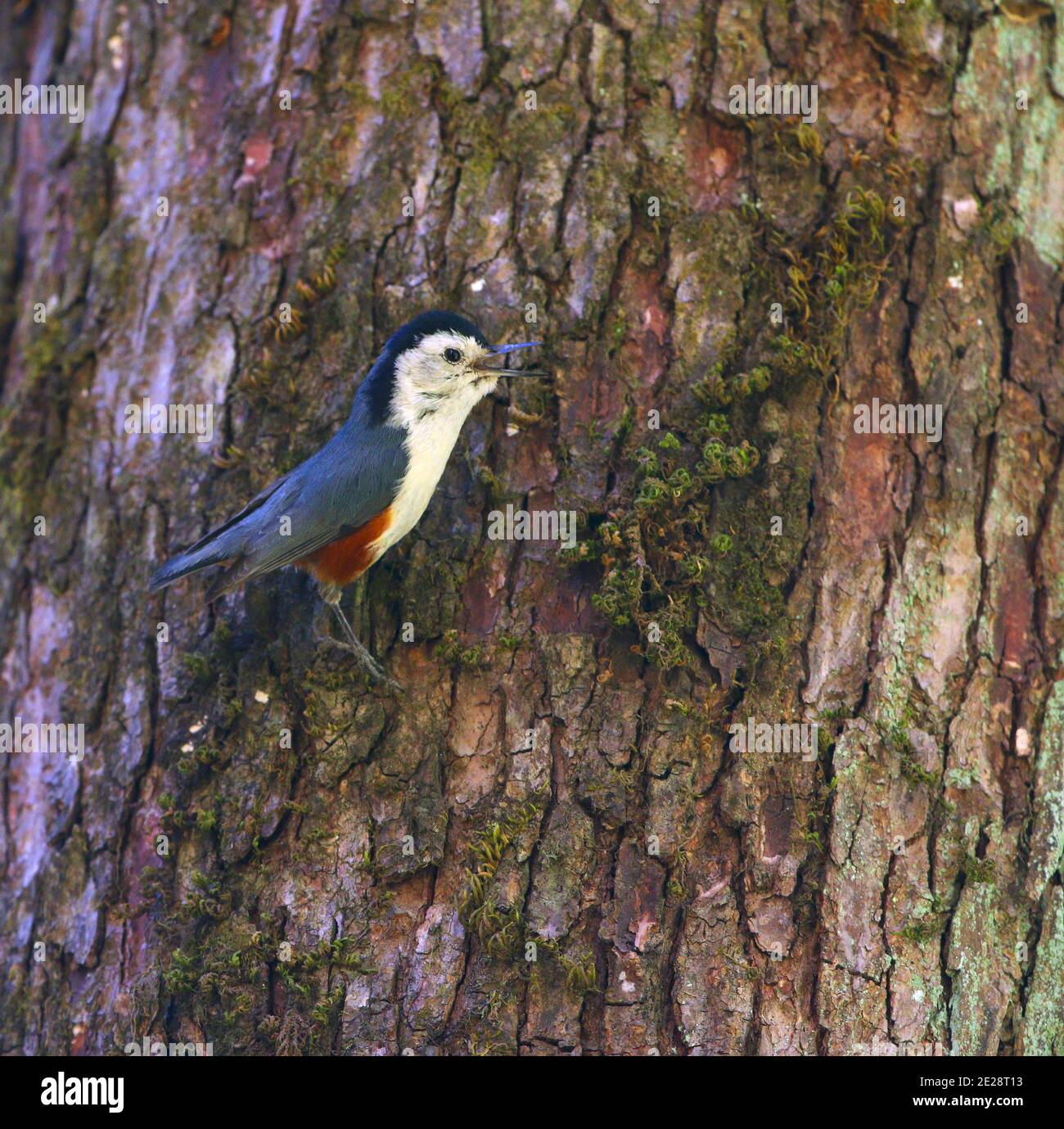 white-cheeked nuthatch (Sitta leucopsis), singing male perching on a tree trunk in mountain forest, India, Dhangatti Stock Photo