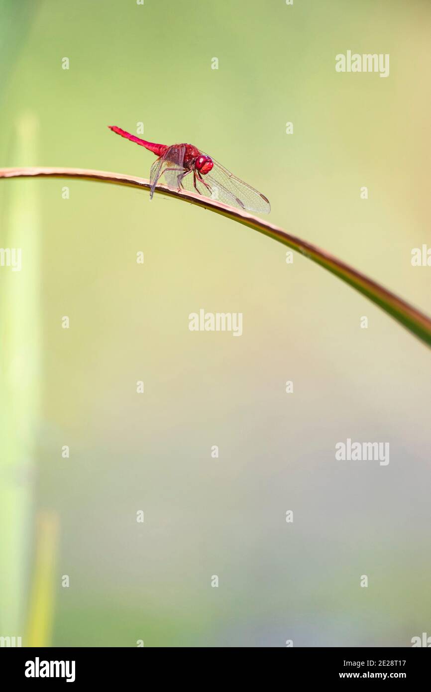 Broad Scarlet, Common Scarlet-darter, Scarlet Darter, Scarlet Dragonfly (Crocothemis erythraea, Croccothemis erythraea), male sits on a leaf, Stock Photo