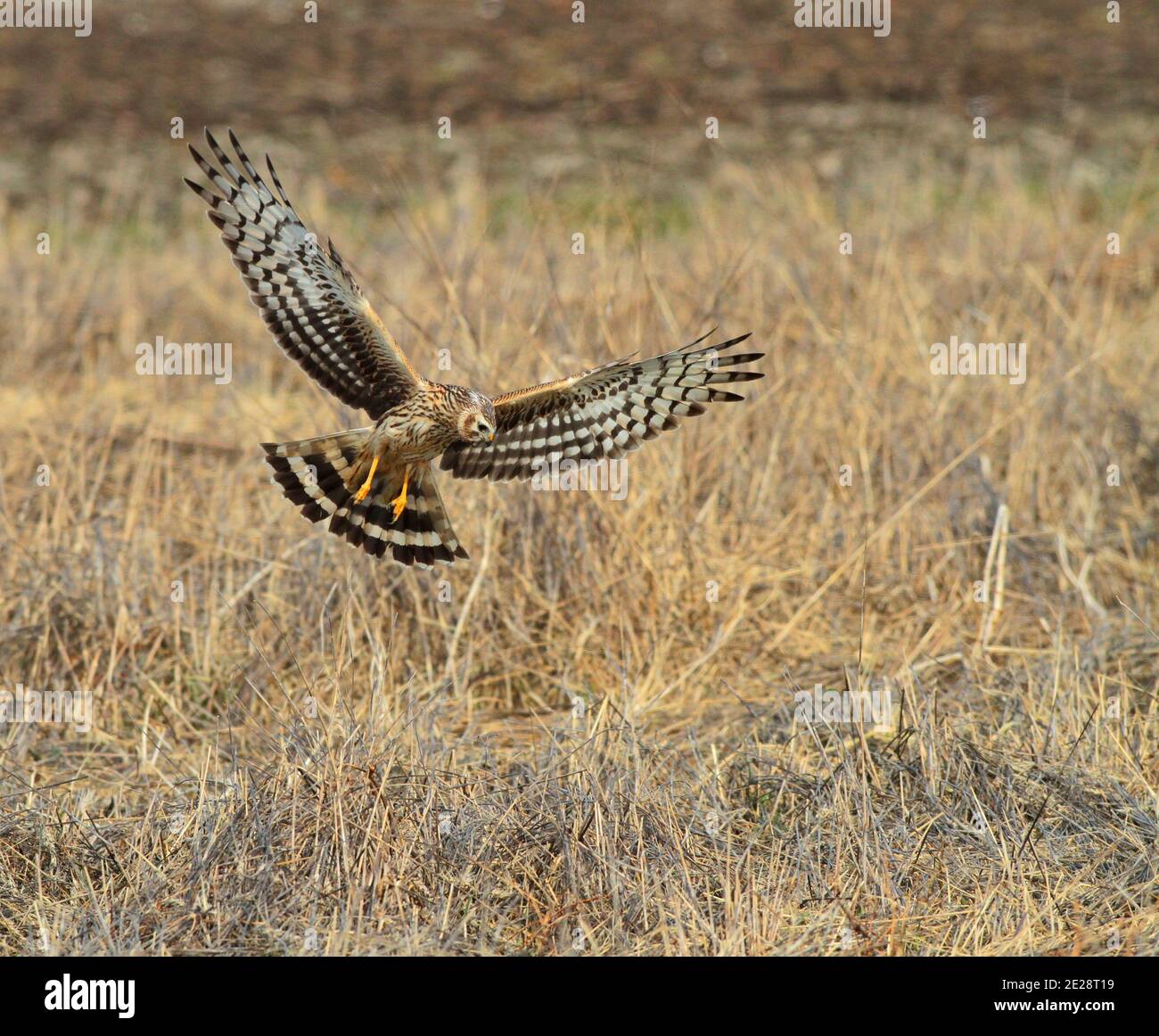 hen harrier (Circus cyaneus), second calender year female in hunting flight, showing under wing pattern, Netherlands Stock Photo