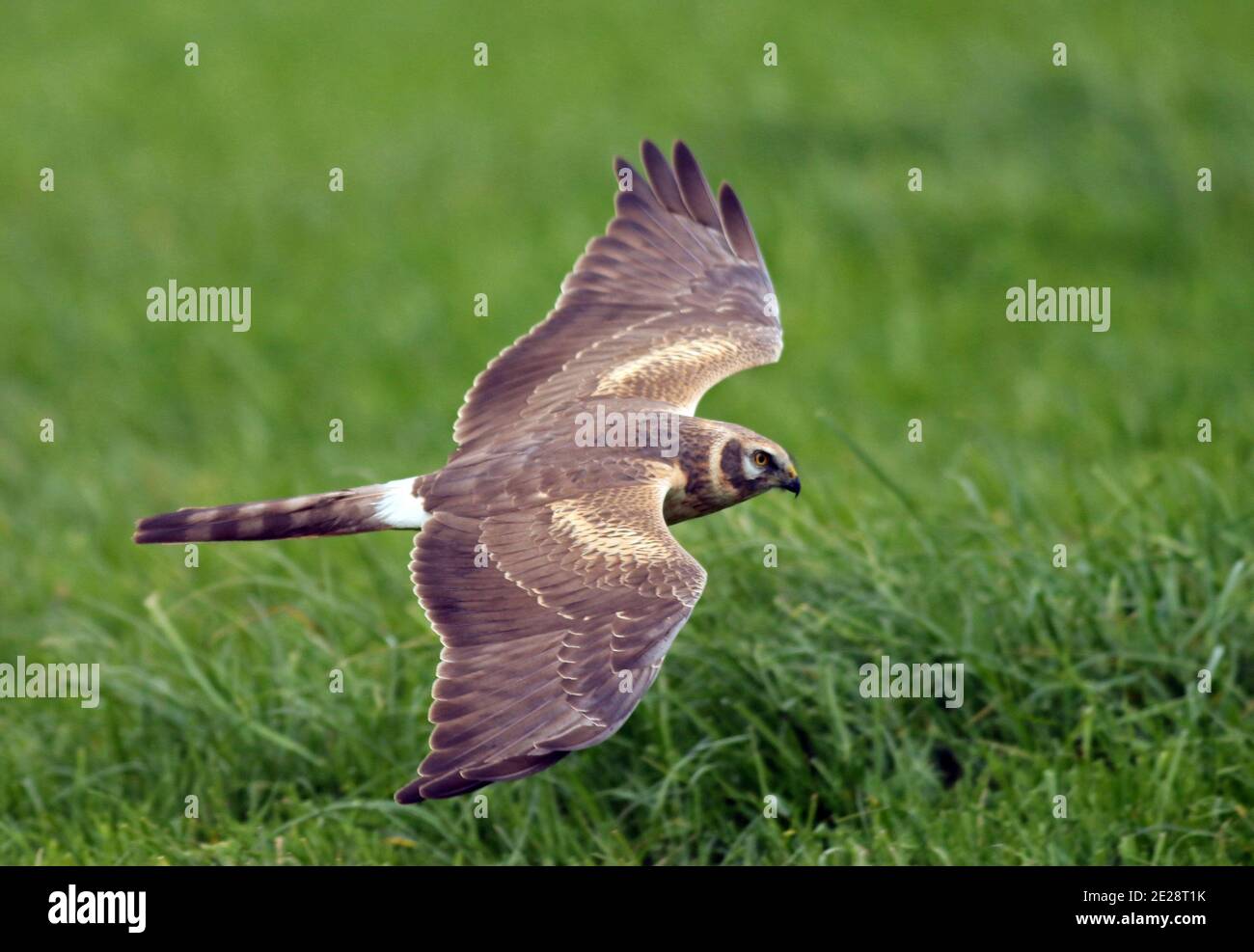 pallid harrier (Circus macrourus), second calender year male during autumn, flying low over a green meadwos, seen from the side, Europe Stock Photo