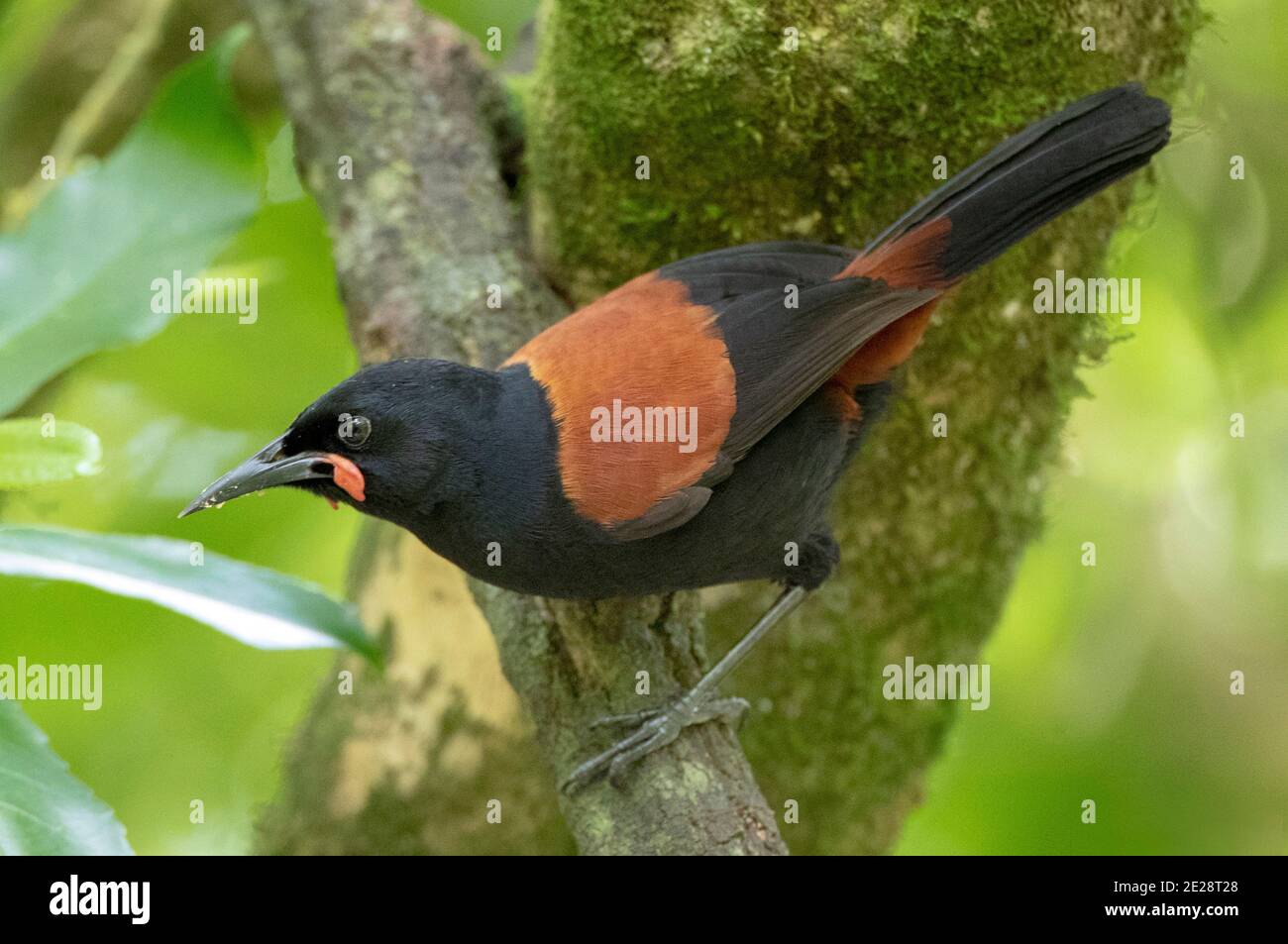 North Island saddleback (Philesturnus rufusater, Philesturnus carunculatus rufusater), adult perched on a branch, New Zealand, Northern Island, Stock Photo